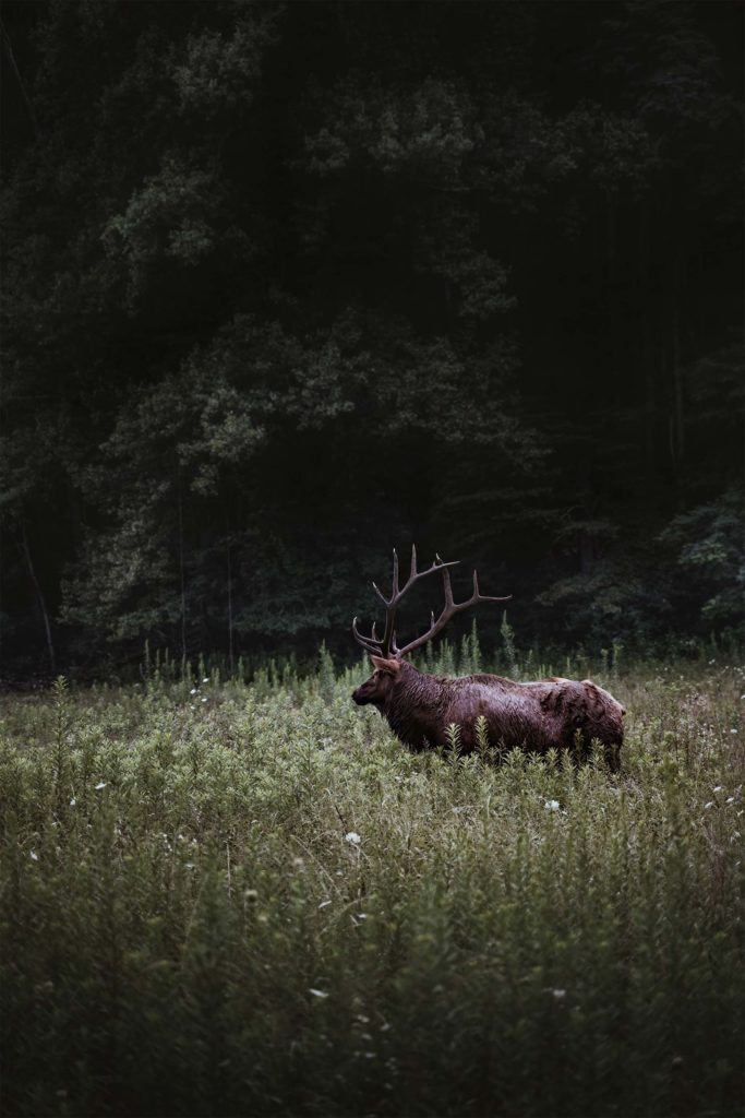 Road trip USA : les Great Smokey Mountains